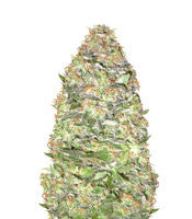 Auto New York City Diesel (Advanced Seeds)