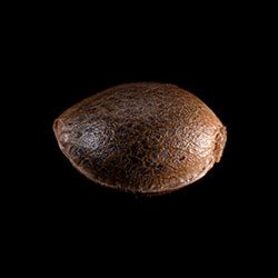 La Blanca - 1 Seed