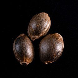 La Blanca - 3+1 Seed