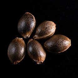La Blanca - 5+2 Seed