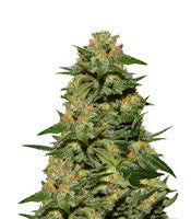 Green Crack (Garden of Green)