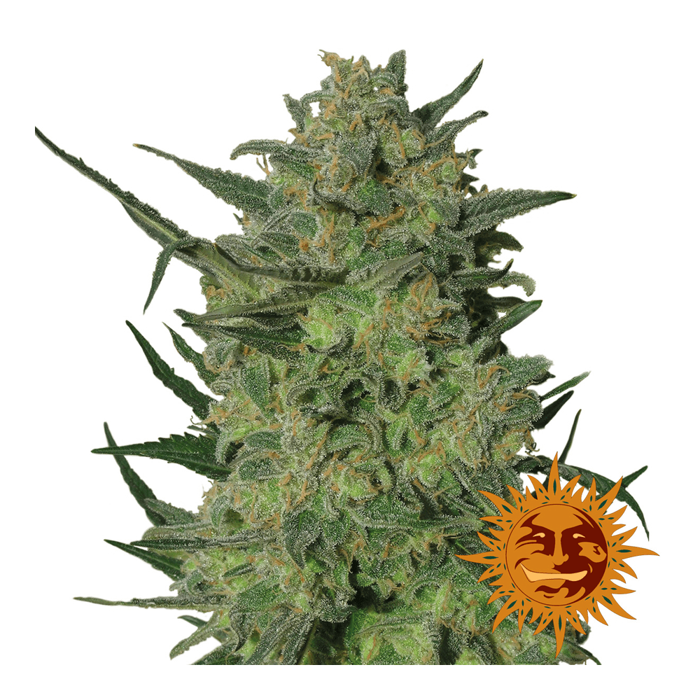 LSD Auto