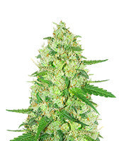 Diesel Berry Auto (Auto Seeds)