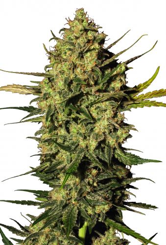 Grand Master Kush Seeds (24% THC)