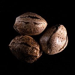 Mikromachine Auto - 3+1 Seed