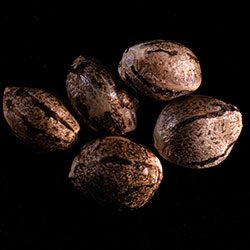 Mikromachine Auto - 5+2 Seed