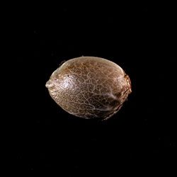 Mimosa Dream - 1 Seed