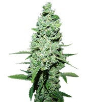 AK-47 regular (Serious Seeds)