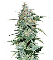 Amnesia Ryder Auto (World of Seeds)
