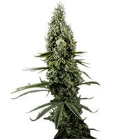 Arjan's Haze #3 (GHS)