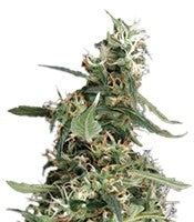 Arjan's Ultra Haze #1 (GHS)