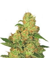 Auto Acid (Paradise Seeds)
