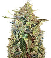 Auto American Pie (Pyramid Seeds)