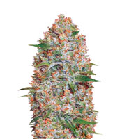 Auto Amnesium (Victory Seeds)