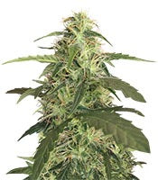 Auto Blue Pyramid (Pyramid Seeds)
