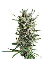 Auto Critical Hog (T.H. Seeds)