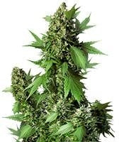 Auto Duck (Dutch Passion)