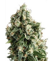 Auto Lennon (Pyramid Seeds)