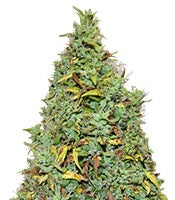 Auto Nefertiti (Pyramid Seeds)