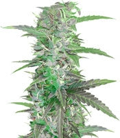 Auto Speed Bud (Female Seeds)