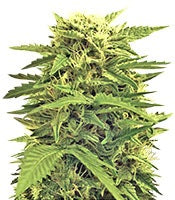 Auto Super Hash (Pyramid Seeds)