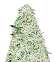 Auto Super Mazar (Victory Seeds)