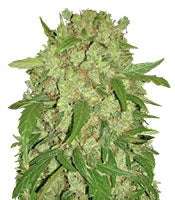 Auto Wembley (Pyramid Seeds)