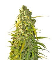Calamity Jane Auto (Buddha Seeds)
