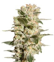 Belladonna (Paradise Seeds)