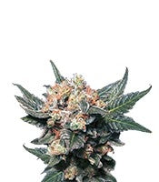 Big Band (Kannabia Seeds)
