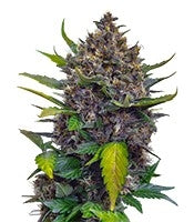 Black Cream Auto (Sweet Seeds)