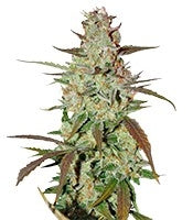 Blue Auto Mazar (Dutch Passion)