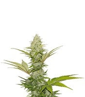 Blue Cheese (RQS)