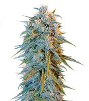 Blue Dream (Humboldt Seeds)