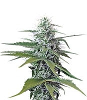 Blue Mystic regular (Nirvana Seeds)