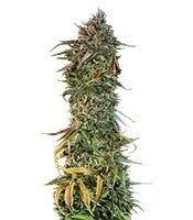 Blueberry Headband (Humboldt Seeds)