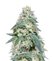 Bona Dea CBD+ (Vision Seeds)