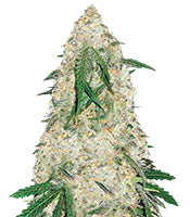 Bubblegum+ Pro (Victory Seeds)