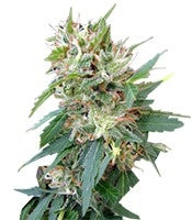 Buddha Deimos Auto (Buddha Seeds)