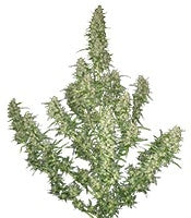 Buddha Magnum Auto (Buddha Seeds)