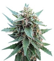 Buddha Red Dwarf Auto (Buddha Seeds)