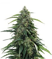 Buddha Syrup Auto (Buddha Seeds)