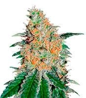 CBD JAM (Delicious Seeds)