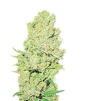 Channel + (Medical Seeds)