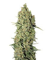 Chronic (Serious Seeds)