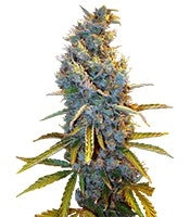 Cream Caramel (Sweet Seeds)