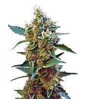 Cream Mandarine XL Auto (Sweet Seeds)