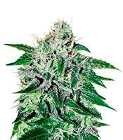 Critical Jack Herer (Delicious Seeds)