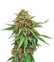 Critical (RQS)
