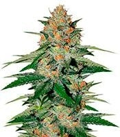 Delicious Candy (Delicious Seeds)